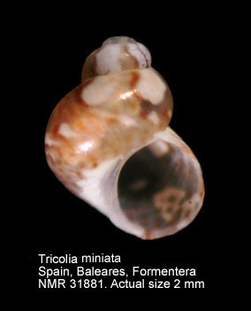 Tricolia miniata (4).jpg - Tricolia miniata(Monterosato,1884)